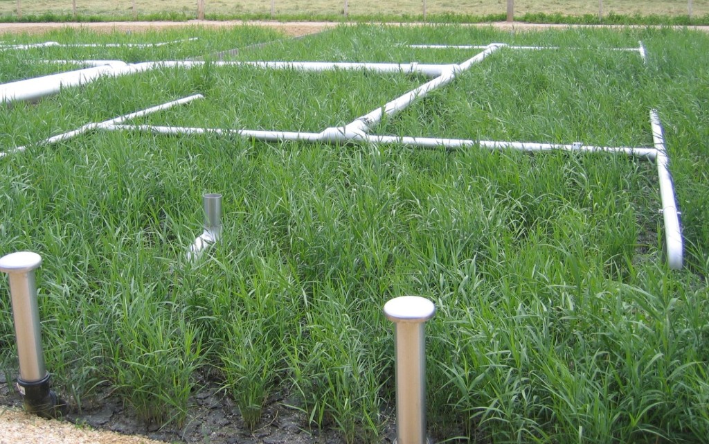 Filtres plantés de roseaux avec réseau de distribution